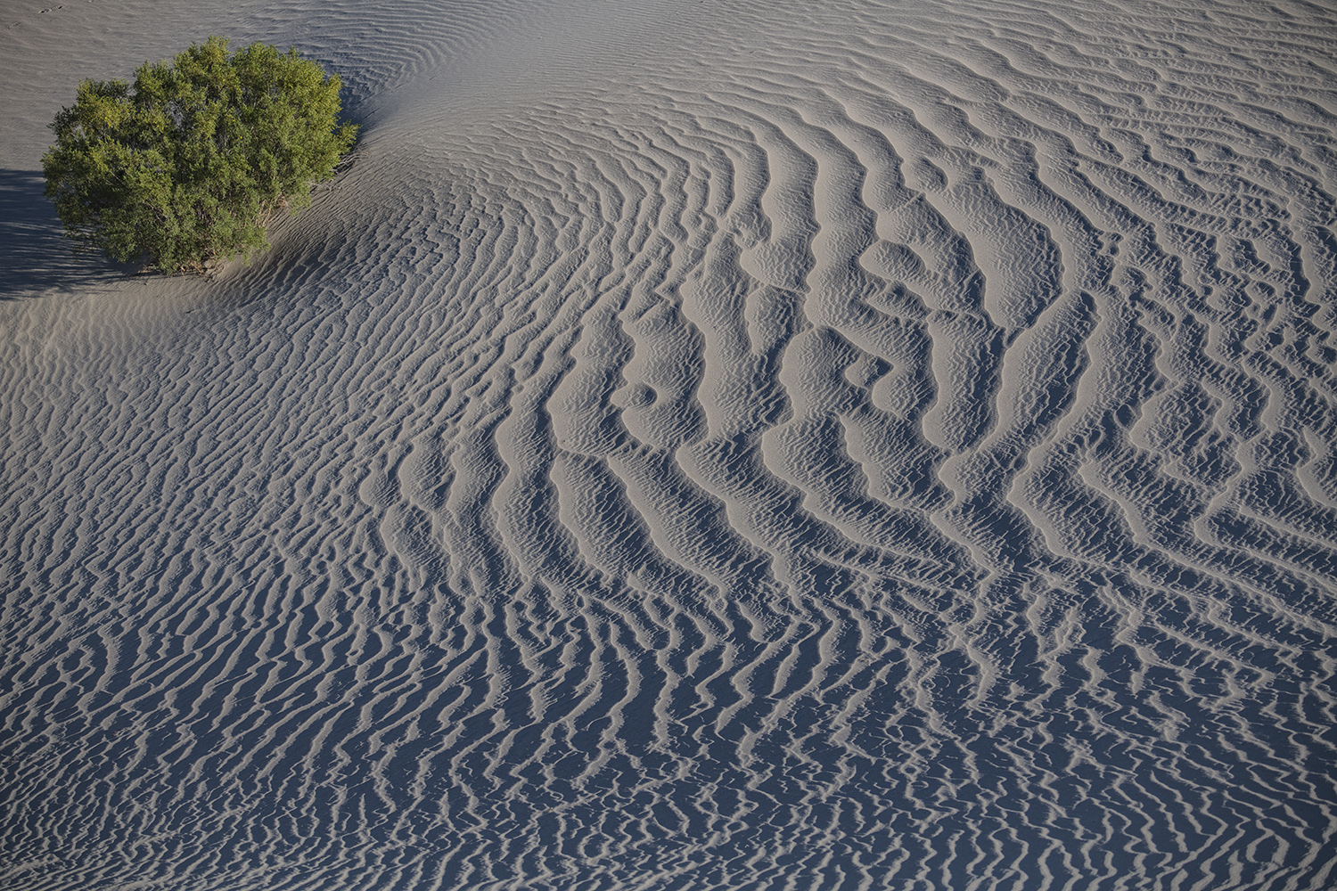 Mesquite Flat Dunes Death Valley NP 9700